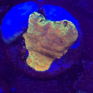 Combo Watermelon Psammocora