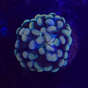 ASD holy grail hammer