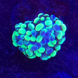 Green Splatter Hammer