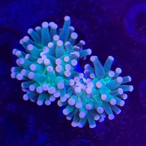 Pink Cotton Candy Torch