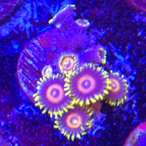 Scramble Eggs Zoa