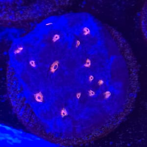 Maimi Hurricane Chalice