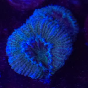 Acan
