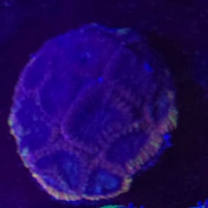 Red and Yellow Rim Favia