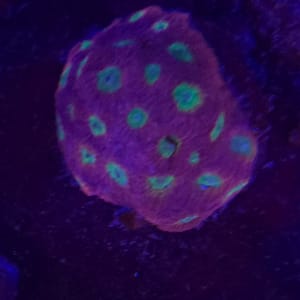 Jason Fox Spicy Lemon Favia