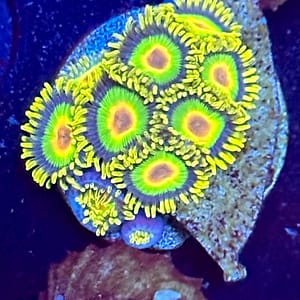 Rasta Zoa