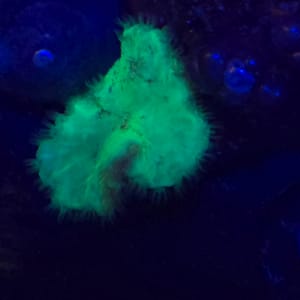 Green Cabbage Leather