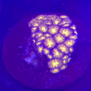 Orange and Yellow Leptastrea
