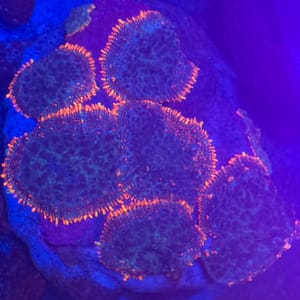 Fake Frankenstein Rhodactis Mushroom