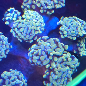 Gold Branching Hammer