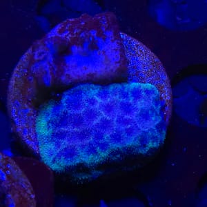 Green and Purple Psammocora