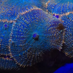 Tequila Sunrise Rhodactis Mushroom