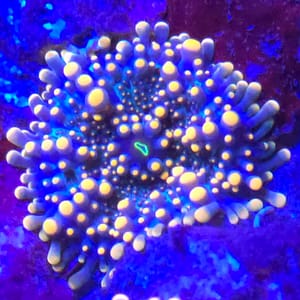 Doughboy Yuma Mushroom