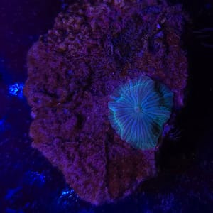 Green Striped Discoma mushrooms