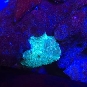 Green Discoma Mushroom