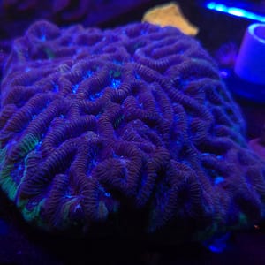 Maze Brain Colony