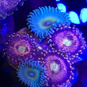 Combo Pink and Gold Zoa with Captain Jerk Zoa