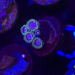 Purple Monster Zoa
