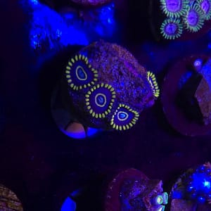 Blue Hornets Zoa