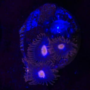 Blue Steel Zoa