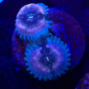 Hawiian People Eater Palythoa