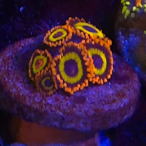 Fruit Loop Zoa