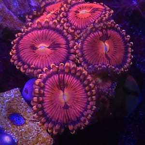 Halle Berry Zoa