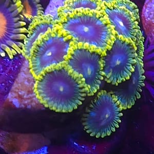 Zoi Zoa