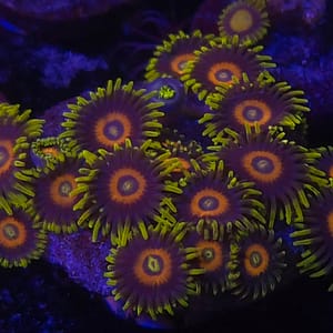 Scramble Eggs Zoa