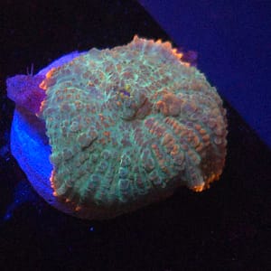 Tequila Sunrise Rhodactis Mushroom