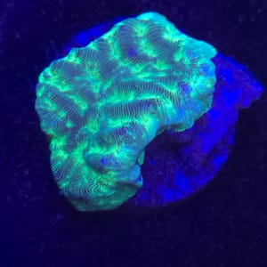 Green Leptoseris