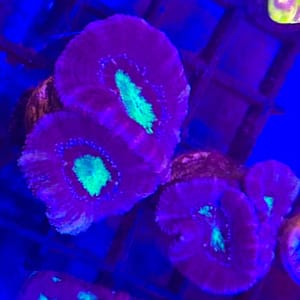 Acan