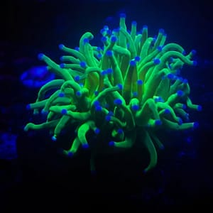 Green Torch