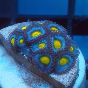 AOI Zoa