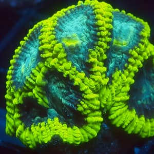 Mellow Yellow Favia