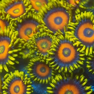 Scramble Eggs Zoa
