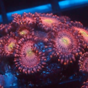 Pink Flamingo Zoa