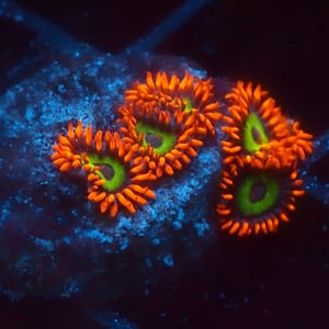 Emeralds on Fire Zoa