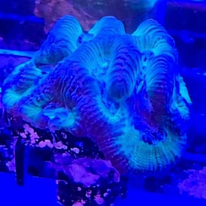 Green and Blue Platty