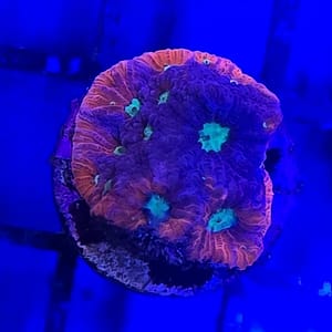 Red and Purple Favia