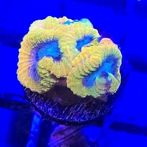 Yellow Submarine Favia