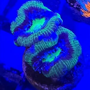 Green and Blue Acan