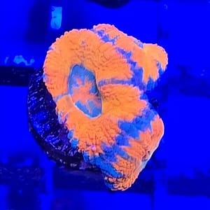 Orange and Blue Acan