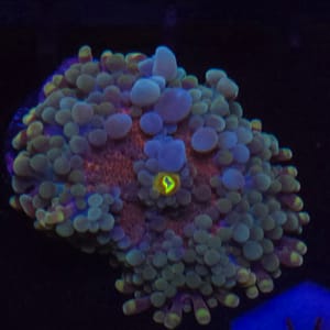 Orange and Green Yuma Mushroom