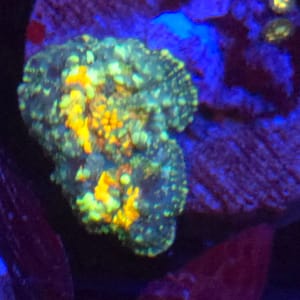 Green and Orange Discosoma Mushroom