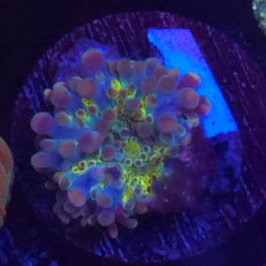 Blue and Yellow Yuma Mushroom