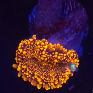 Orange Yuma Mushroom