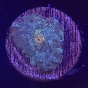 Green and Orange Discosoma Mushroom