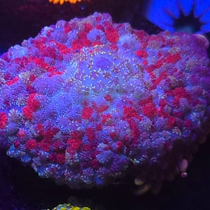 Red and Purple Rhodactis Mushroom