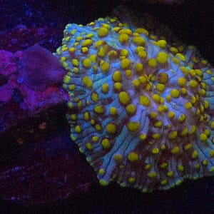 Yellow and Green Discosoma Mushroom